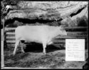 image of the page of the digitized material
