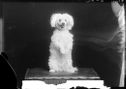 image of the page of the digitized material