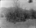 image of the page of the digitized material
