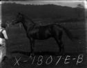 image of the page of the digitized material
