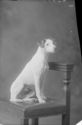 image of the page of the digitized material