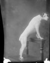 image of the page of the digitized material