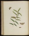 image of the page of the digitized material