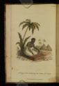 image of the page of the digitized material