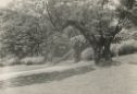 image of the page of the digitized material