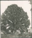 image of the page of the digitized material