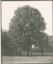 image of the page of the digitized material