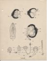 image of the page of the digitized material