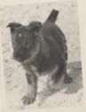 image of the page of the digitized material