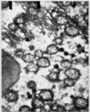 image of the page of the digitized material