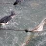 Softening animal skins in the river in the village of Lo, in Kong po