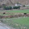 A house and its irrigated fields.