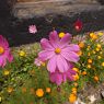 Flower bed outside storage building, Sera Utse