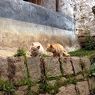 Two cats, Dga' ru dgon pa nunnery