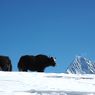 མཐོ་སྒང་གི་ནོར་ནག