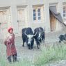 Khampa man wearing chuba and red hair tassle with two yaks.