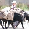 Tibetan woman with yaks.