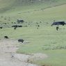 Yaks grazing near nomad tents in a plain.