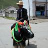 A Tibetan man riding a yak decorated for the festival on the street in Serta.