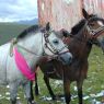 Horses near the prayer flag frame.