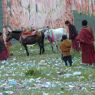 Monks and horses near the prayer flag frame.