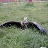 An ill vulture being kept while it recuperated.