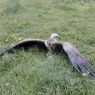 An ill vulture being kept while it recuperated.