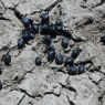 Closeup of dried earth and goat scat.