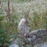 White goat grazing in village