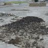 Manure cakes drying