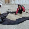 Woman putting barley on yak hair fabric into bags