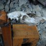 An animal skull hanging outside the door of a house in the village of sPyi pa, in Kong po