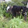 A baby cow in the village of sPyi pa, in Kong po