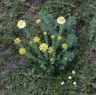 Flower in plain near Lhagang town.&nbsp;