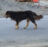 Dog near Lhagang Monastery