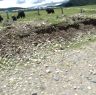 Yaks and prayer flags near Dora Gamo.&nbsp;