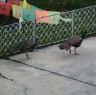 Peacocks parading about at monastery in Dora Gamo.