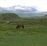 Horses in Lhagang.&nbsp;