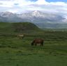 Horses in Lhagang.&nbsp;