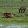 Horses in Lhagang.&nbsp;