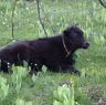 Baby yak in Lhagang.&nbsp;