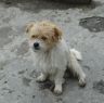 Puppy in Lhagang.&nbsp;