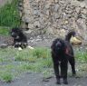 Dogs in Lhagang.