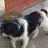 Stray dog in Lhagang.&nbsp;