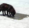 Stray dog in Lhagang.&nbsp;