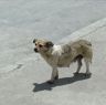 Stray dog in Lhagang.&nbsp;