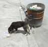 Stray dog in Lhagang.&nbsp;