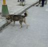 Dog in Lhagang.&nbsp;