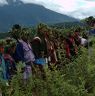 While moving from place to place chanting Bro and dancing reach in the middle of chrysanthemum plants