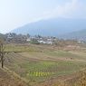 Houses being constructed near the paddy field in Tendu village